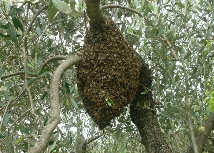 Il Sentiero Del Riccio