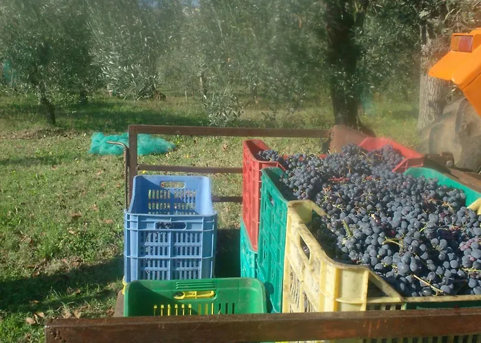 Il Sentiero Del Riccio